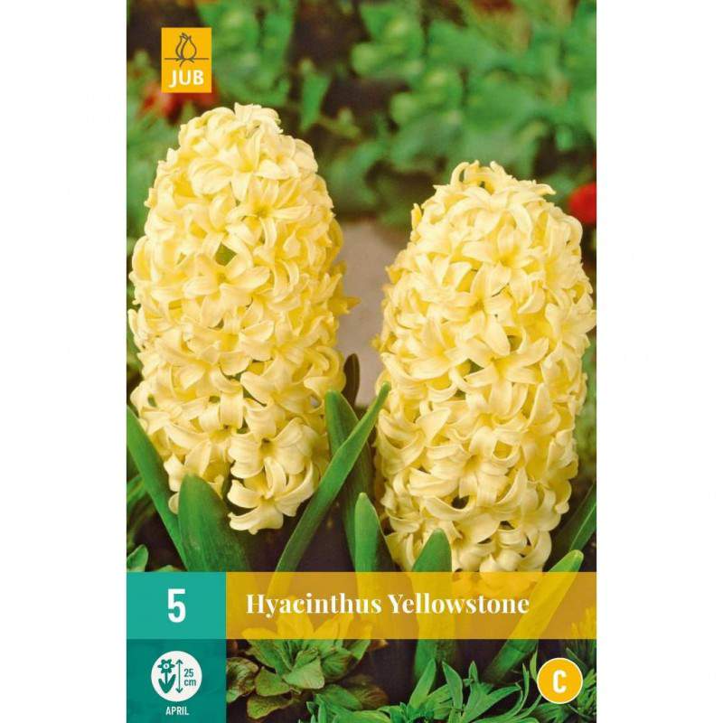 Bulbos de jacinto de Yellowstone - GardenStuff Bulbos de jacinto de Yellowstone - GardenStuff