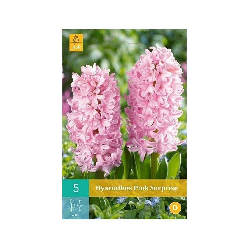 Bulbos de jacinto rosa sorpresa - GardenStuff