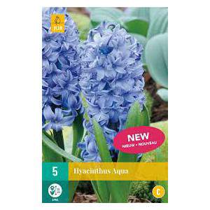 Bulbs of hyacinth aqua