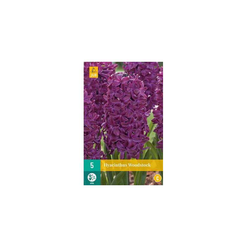 Lökar av woodstock hyacint