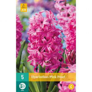 bol hyacint roze parel roze