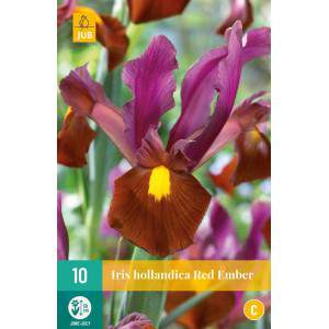 Bulbi di iris hollandica red ember