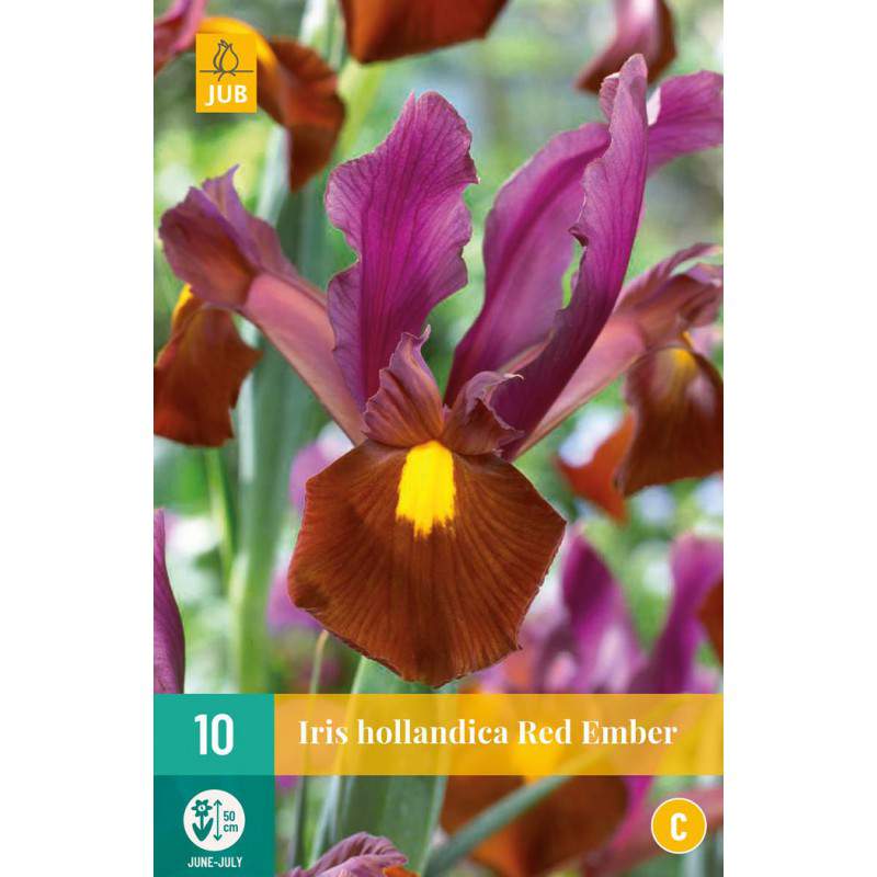 Bulbos de iris hollandica - GardenStuff