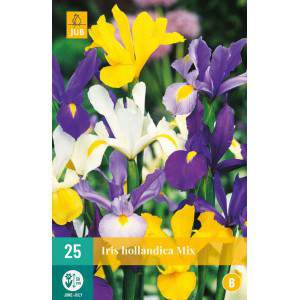Bollen van gemengde iris hollandica