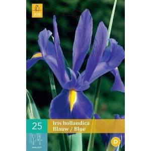 Blaue Iris-Glühbirnen