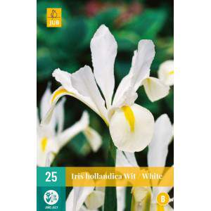 Bollen van iris hollandica wit
