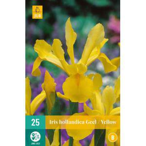 Bollen van iris hollandica geel
