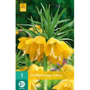 Bulbi di Fritillaria imperialis lutea