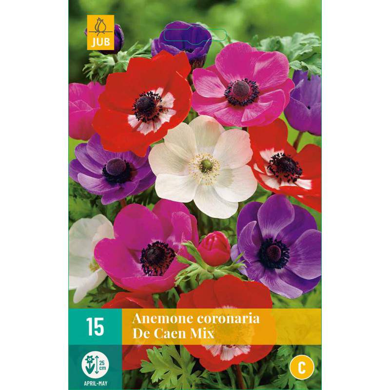 Coronary Anemone De Caen Bulbs - GardenStuff