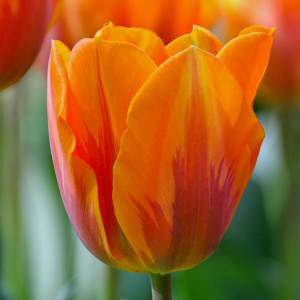 tulipán bombilla princesa irene naranja