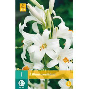 Bulbes par Lilium candidum