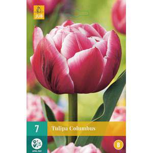bulbo tulipano columbus viola