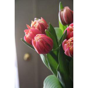 bulb tulip purple columbus