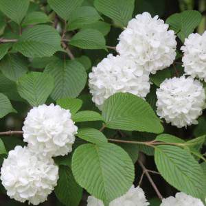 PALOMITAS VIBURNUM PLICATUM - BOLA DE NIEVE - GardenStuff PALOMITAS VIBURNUM PLICATUM - BOLA DE NIEVE - GardenStuff