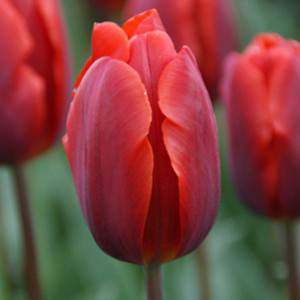 bulbo de tulipán color rojo cardenal