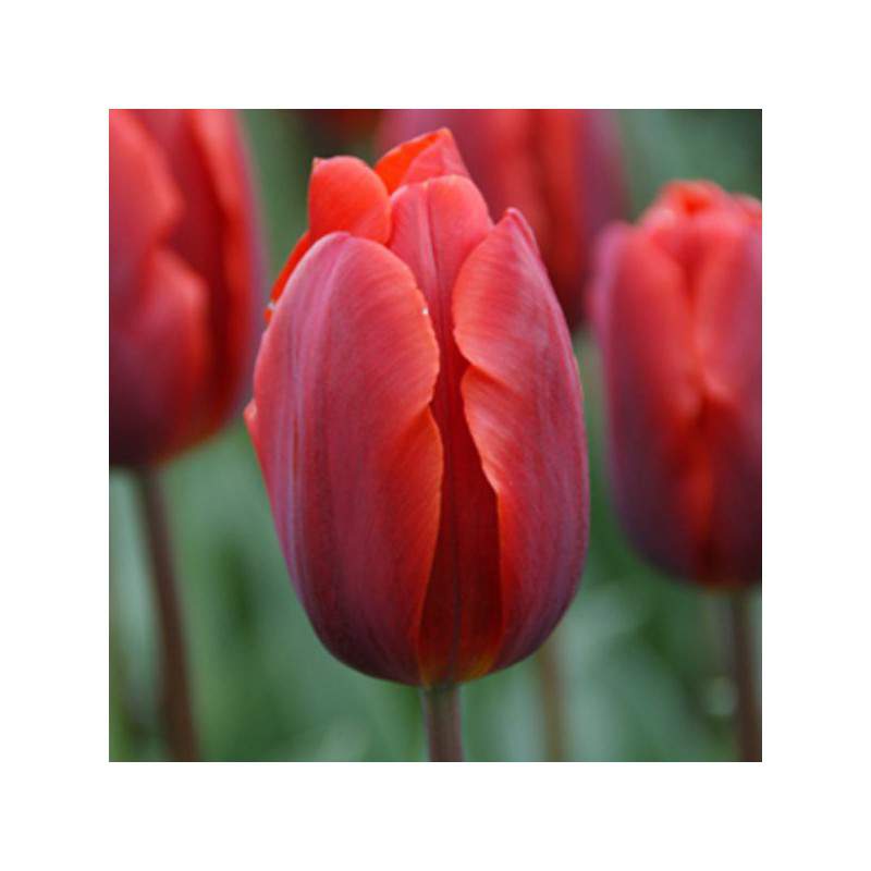 bulbo tulipano color cardinal rosso