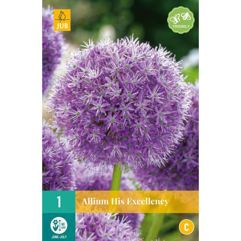 Bulbi di Allium His Excellency Bulbi di Allium His Excellency