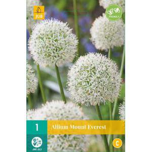 Allium bulbs Mount Everest