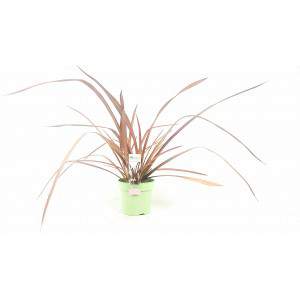 Formium o Phormium Pianta sempreverde rossa