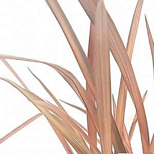 Formium lub Phormium rossa