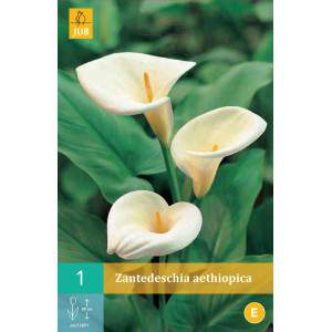 Bulbes de Calla aethiopica