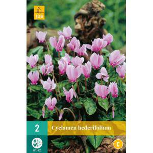 Hederifolium cyclamen bulbs