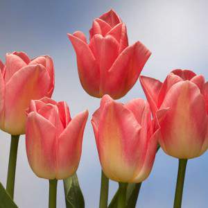 bulbo tulip dinamarca