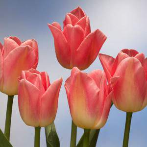 tulpenbol denemarken