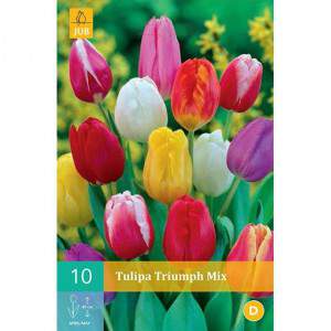 Bulbes de tulipes Kaufmanniana Stresa - GardenStuff