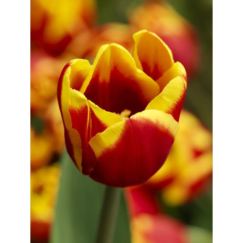 cebula tulipana Dania