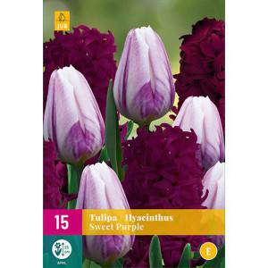 Tulpenbollen en hyacinten Zoete paarse mix