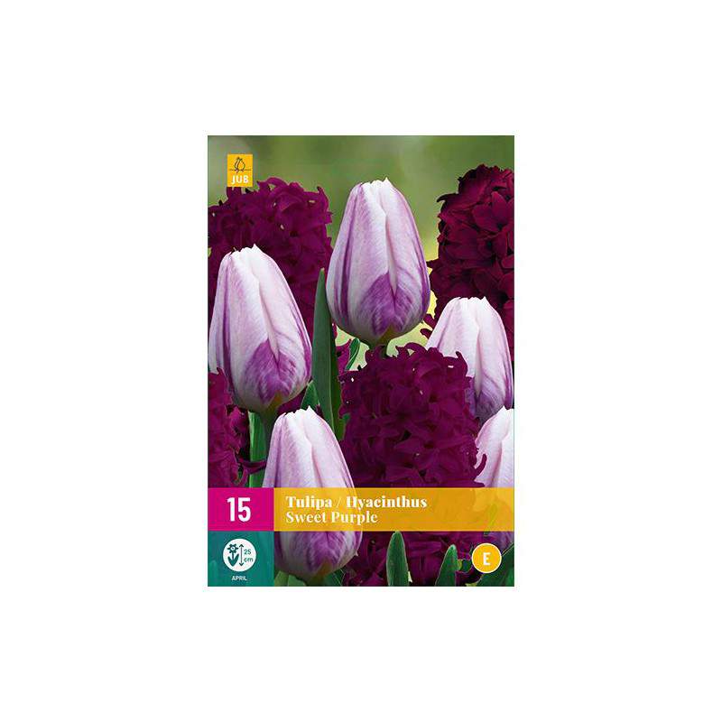 Lâmpadas de tulipa e jacintos Doce mistura roxa