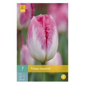 Red and yellow davenport tulip bulb