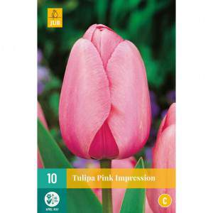 bulbo tulipán rosa impresión rosa