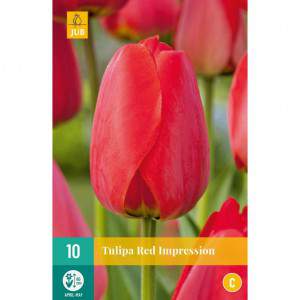 tulipán bulbo rojo impresión rojo