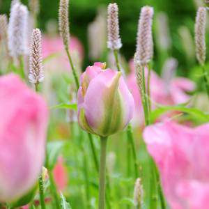 bulbo tulipano groenland rosa e verde