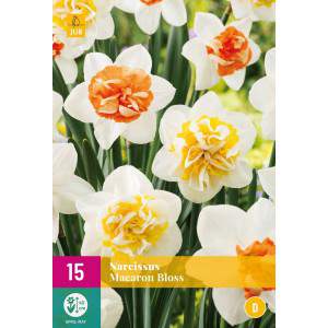 Bulbos de Narcissus Macaron Bloss
