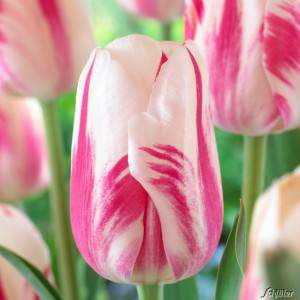 Witte en roze sorbet tulpenbol