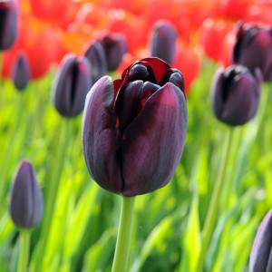 Glühbirne Tulpe Königin der Nacht schwarz