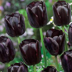 Bulb tulip queen of night black