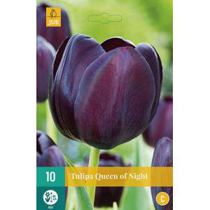 Bulbos de tulipa rainha da noite