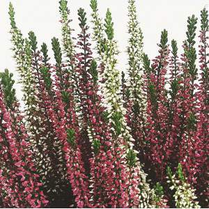 ERICA CALLUNA BICOLOR RED and WHITE