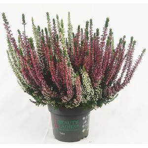 ERICA CALLUNA TWEEKLEURIG ROOD en WIT