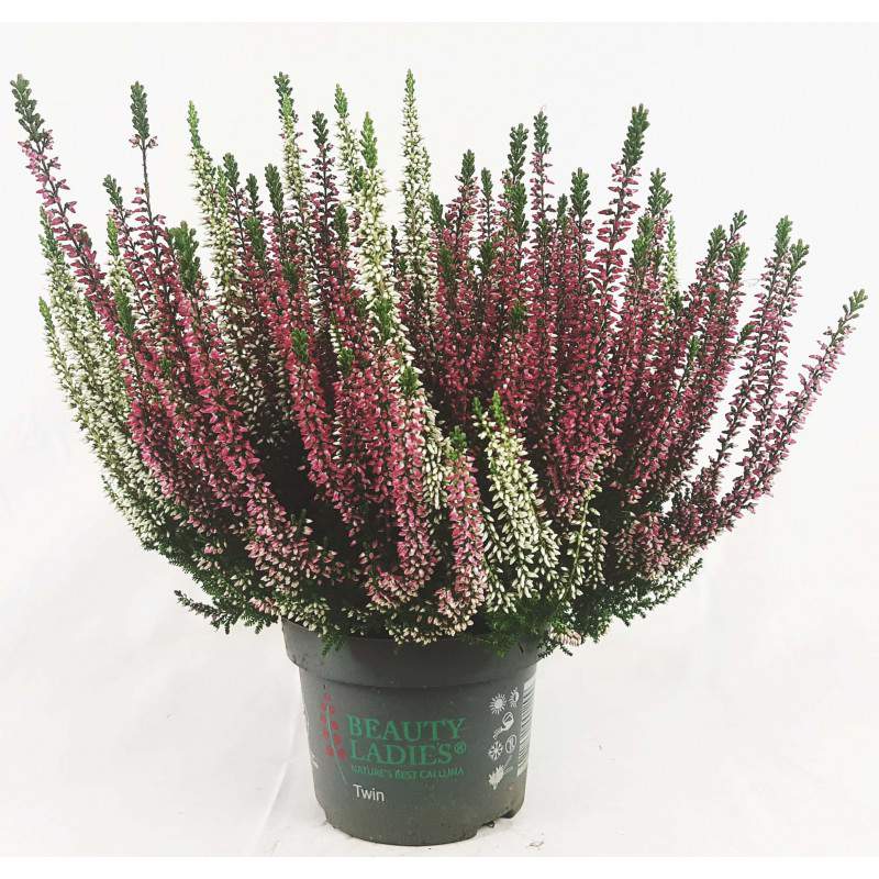 ERICA CALLUNA TWEEKLEURIG ROOD en WIT