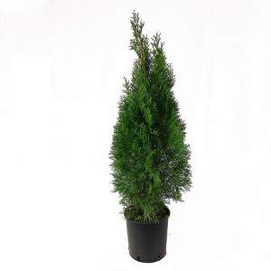 Thuja occidentalis Smaragd Vaas 22cm