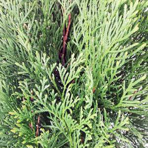 Foglie di Thuja occidentalis Smaragd