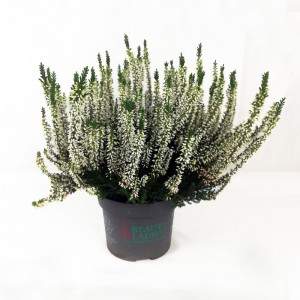 Erica Calluna white