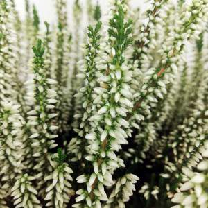 White Erica Calluna flowers