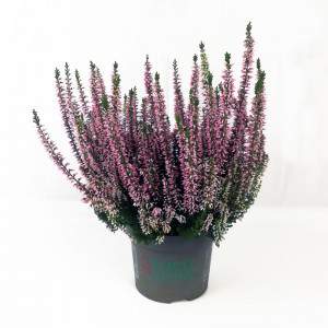 ERICA CALLUNA BEAUTY DAMAS