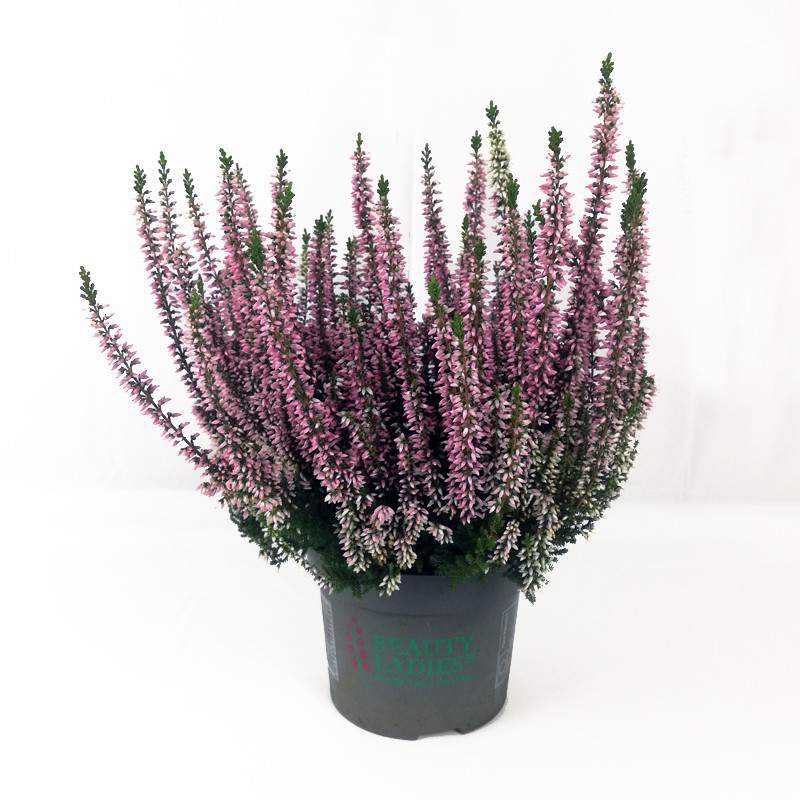 Erica Calluna rose Erica Calluna rose